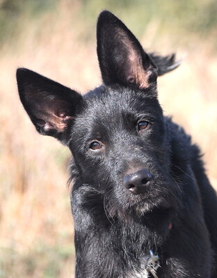 HOBO - sehr lieb, verschmust, neugierig, lebhaft, verspielt, gelehrig, Mischling - Rüde