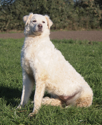 HOLLY - R E S E R V I E R T !!!!! zunächst, wie es ihrer Rasse entspricht, misstrauisch und zurückhaltend, innerhalb ihrer Familie treu, anhänglich, intelligent, wachsam, Kuvasz - Hündin