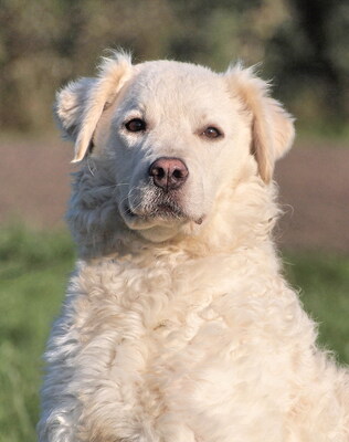 HOLLY - zunächst, wie es ihrer Rasse entspricht, misstrauisch und zurückhaltend, innerhalb ihrer Familie treu, anhänglich, intelligent, wachsam, Kuvasz - Hündin