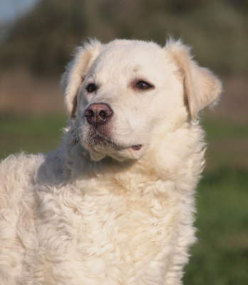 HOLLY - zunächst, wie es ihrer Rasse entspricht, misstrauisch und zurückhaltend, innerhalb ihrer Familie treu, anhänglich, intelligent, wachsam, Kuvasz - Hündin