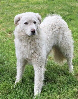 HOLLY - zunächst, wie es ihrer Rasse entspricht, misstrauisch und zurückhaltend, innerhalb ihrer Familie treu, anhänglich, intelligent, wachsam, Kuvasz - Hündin