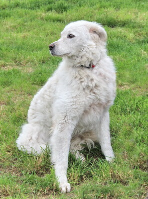 HOLLY - zunächst, wie es ihrer Rasse entspricht, misstrauisch und zurückhaltend, innerhalb ihrer Familie treu, anhänglich, intelligent, wachsam, Kuvasz - Hündin