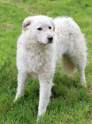 HOLLY - zunächst, wie es ihrer Rasse entspricht, misstrauisch und zurückhaltend, innerhalb ihrer Familie treu, anhänglich, intelligent, wachsam, Kuvasz - Hündin