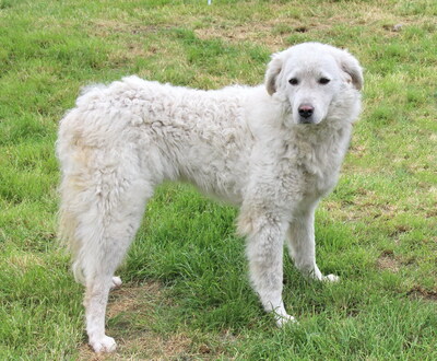 HOLLY - zunächst, wie es ihrer Rasse entspricht, misstrauisch und zurückhaltend, innerhalb ihrer Familie treu, anhänglich, intelligent, wachsam, Kuvasz - Hündin