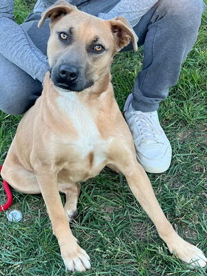 HONEY - R E S E R V I E R T!!!!! sehr freundlich, aufgeweckt, fröhlich, verschmust, lebhaft, gelehrig