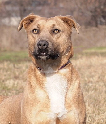 HONEY - R E S E R V I E R T!!!!! sehr freundlich, aufgeweckt, fröhlich, verschmust, lebhaft, gelehrig, Mischling (Video auf HP) - Hündin