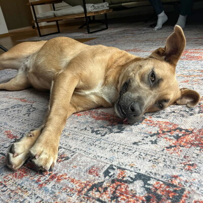 HONEY - R E S E R V I E R T!!!!! sehr freundlich, aufgeweckt, fröhlich, verschmust, lebhaft, gelehrig, Mischling (Video auf HP) - Hündin