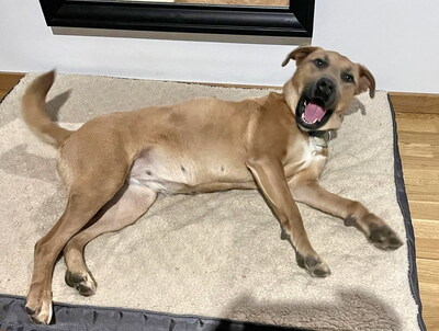 HONEY - R E S E R V I E R T!!!!! sehr freundlich, aufgeweckt, fröhlich, verschmust, lebhaft, gelehrig, Mischling (Video auf HP) - Hündin