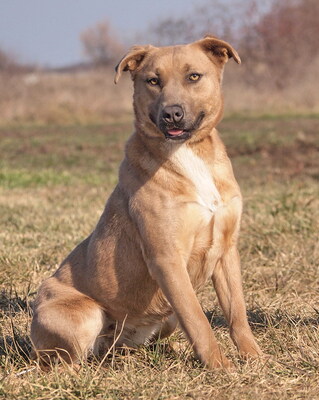 HONEY - R E S E R V I E R T!!!!! sehr freundlich, aufgeweckt, fröhlich, verschmust, lebhaft, gelehrig, Mischling (Video auf HP) - Hündin