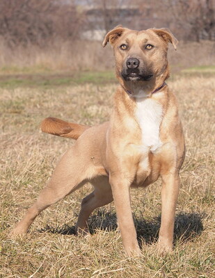 HONEY - R E S E R V I E R T!!!!! sehr freundlich, aufgeweckt, fröhlich, verschmust, lebhaft, gelehrig, Mischling (Video auf HP) - Hündin