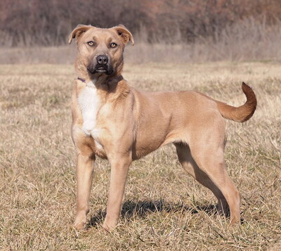 HONEY - R E S E R V I E R T!!!!! sehr freundlich, aufgeweckt, fröhlich, verschmust, lebhaft, gelehrig, Mischling (Video auf HP) - Hündin