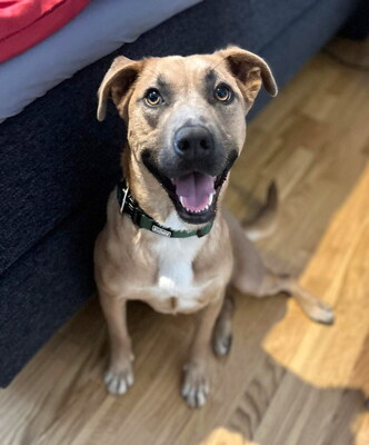 HONEY - sehr freundlich, aufgeweckt, fröhlich, verschmust, lebhaft, gelehrig, Mischling (Video auf HP) - Betreuungsplatz Wien - Hündin