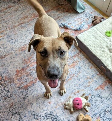 HONEY - sehr freundlich, aufgeweckt, fröhlich, verschmust, lebhaft, gelehrig, Mischling (Video auf HP) - Betreuungsplatz Wien - Hündin