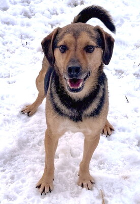 HORACE - freundlich, anhänglich, lebhaft, gelehrig, zunächst ängstlich