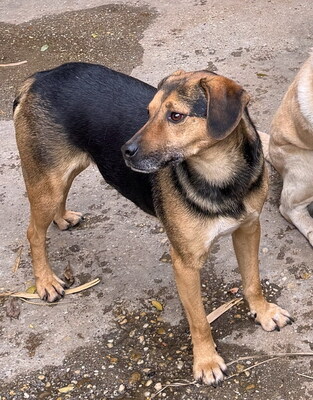 HORACE - freundlich, anhänglich, lebhaft, gelehrig, zunächst ängstlich, Mischling (Video auf HP) - Rüde