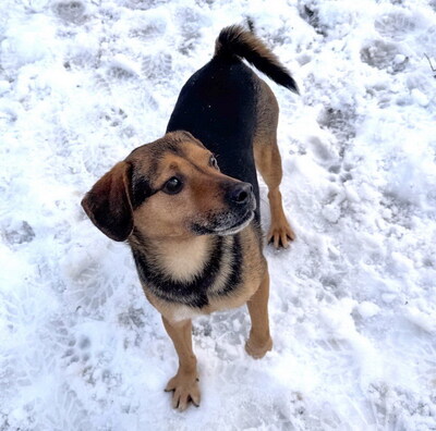 HORACE - freundlich, anhänglich, lebhaft, gelehrig, zunächst ängstlich, Mischling (Video auf HP) - Rüde