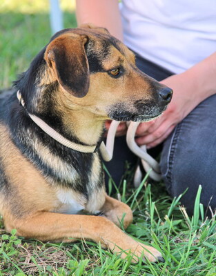 HORACE - freundlich, anhänglich, lebhaft, gelehrig, zunächst ängstlich, Mischling (Video auf HP) - Rüde