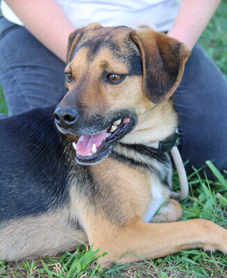 HORACE - freundlich, anhänglich, lebhaft, gelehrig, zunächst ängstlich, Mischling (Video auf HP) - Rüde