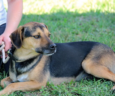 HORACE - freundlich, anhänglich, lebhaft, gelehrig, zunächst ängstlich, Mischling (Video auf HP) - Rüde