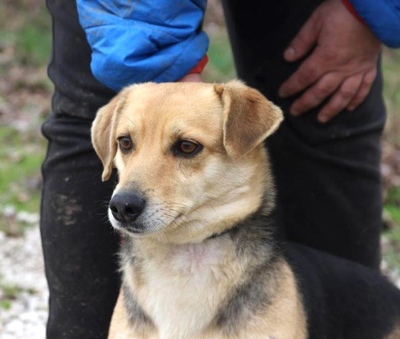 HUBSY, Dackel-Pinschermix - Rüde