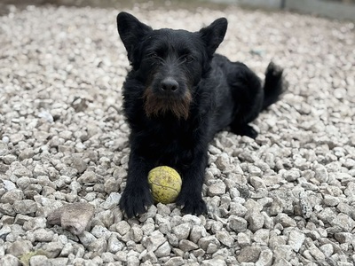 HUNTER, Mischling - Rüde