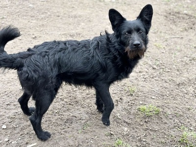 HUNTER, Mischling - Rüde