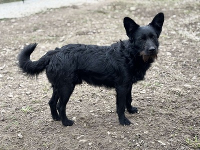 HUNTER, Mischling - Rüde