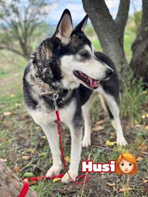 HUSI - fröhlich, verspielter Charakter sucht!