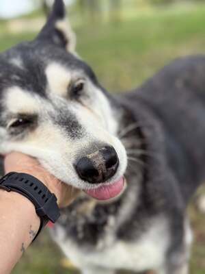 HUSI - fröhlich, verspielter Charakter sucht!, Husky-Mix - Hündin