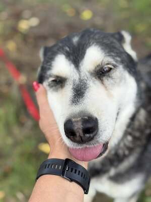 HUSI - fröhlich, verspielter Charakter sucht!, Husky-Mix - Hündin