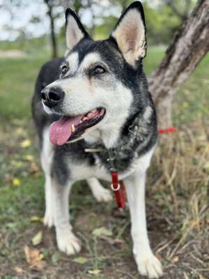 HUSI - fröhlich, verspielter Charakter sucht!, Husky-Mix - Hündin