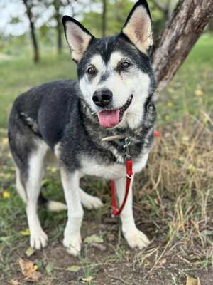 HUSI - fröhlich, verspielter Charakter sucht!, Husky-Mix - Hündin