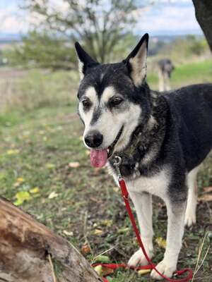 HUSI - fröhlich, verspielter Charakter sucht!, Husky-Mix - Hündin