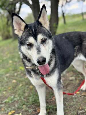 HUSI - fröhlich, verspielter Charakter sucht!, Husky-Mix - Hündin