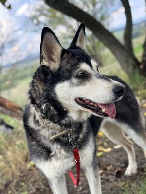 HUSI - fröhlich, verspielter Charakter sucht!, Husky-Mix - Hündin