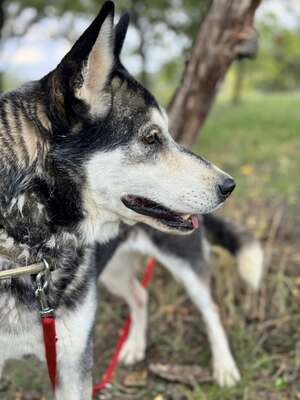 HUSI - fröhlich, verspielter Charakter sucht!, Husky-Mix - Hündin