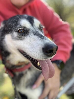 HUSI - ist sehr traurig im Tierheim :-(, Husky-Mischling - Hündin