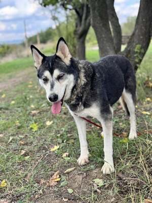 HUSI - ist sehr traurig im Tierheim :-(, Husky-Mischling - Hündin