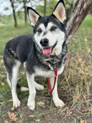 HUSI - ist sehr traurig im Tierheim :-(, Husky-Mix - Hündin