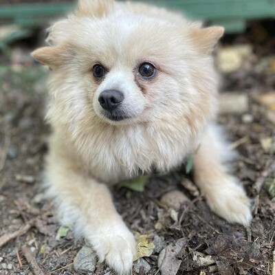 💥Haba kleine Pomeranian sucht ein schönes Zuhause 💥, Pomeranian - Hündin