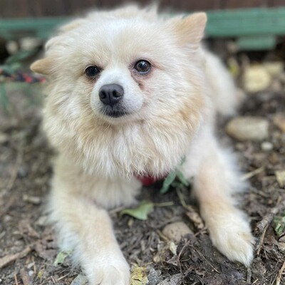 💥Haba kleine Pomeranian sucht ein schönes Zuhause 💥, Pomeranian - Hündin