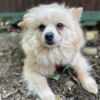 💥Haba kleine Pomeranian sucht ein schönes Zuhause 💥, Pomeranian - Hündin