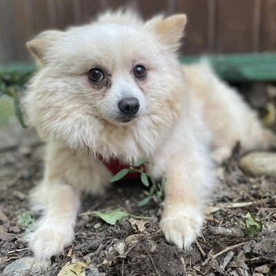 💥Haba kleine Pomeranian sucht ein schönes Zuhause 💥, Pomeranian - Hündin