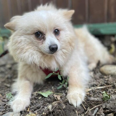 💥Haba kleine Pomeranian sucht ein schönes Zuhause 💥, Pomeranian - Hündin