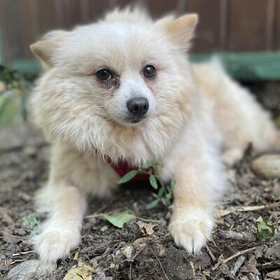 💥Haba kleine Pomeranian sucht ein schönes Zuhause 💥, Pomeranian - Hündin