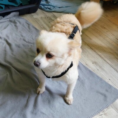 💥Haba kleine Pomeranian sucht ein schönes Zuhause 💥, Pomeranian - Hündin