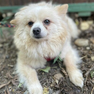 💥Haba kleine Pomeranian sucht ein schönes Zuhause 💥, Pomeranian - Hündin