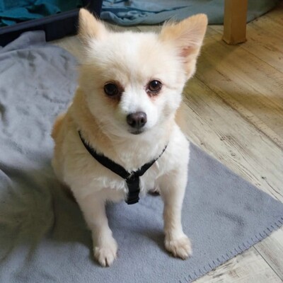 💥Haba kleine Pomeranian sucht ein schönes Zuhause 💥