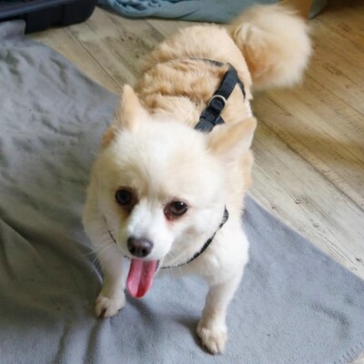 💥Haba kleine Pomeranian sucht ein schönes Zuhause 💥, Pomerian - Hündin