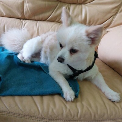 💥Haba kleine Pomeranian sucht ein schönes Zuhause 💥, Pomerian - Hündin